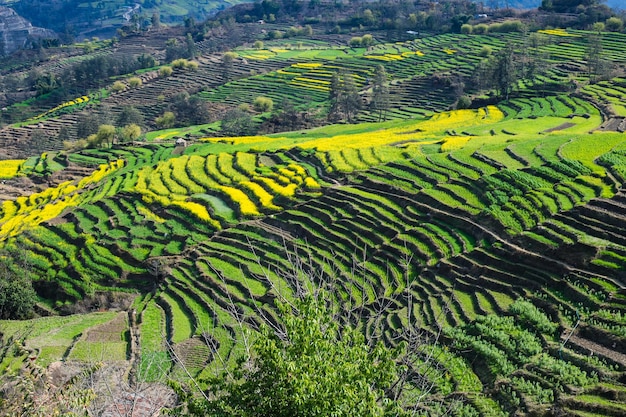 Terreno verde