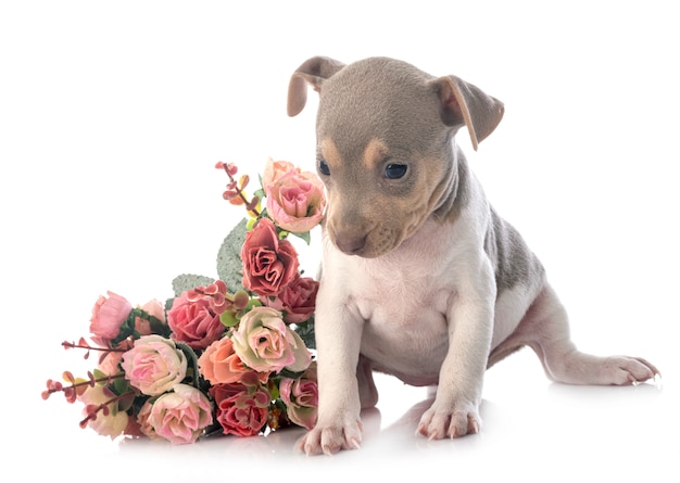 Terrier brasiliano in studio