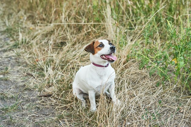 Terrier di Jack Russell del cane sull'erba