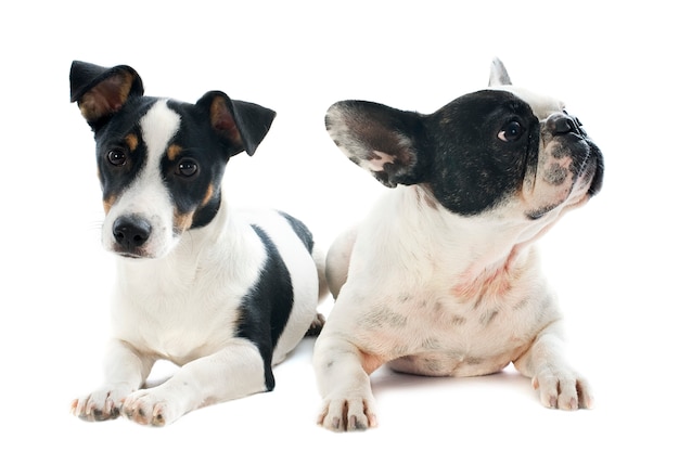 Terrier di Russel della presa e del bulldog francese su bianco