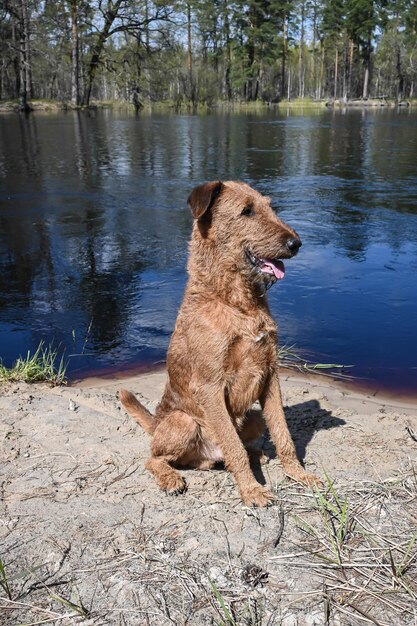 terrier irlandese