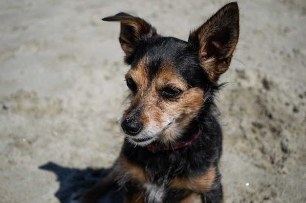 Terrier mix cane che gioca e nuota in spiaggia