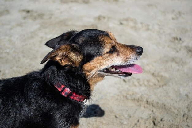 Terrier mix cane che gioca e nuota in spiaggia