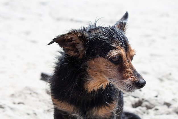 Terrier mix cane che gioca in spiaggia