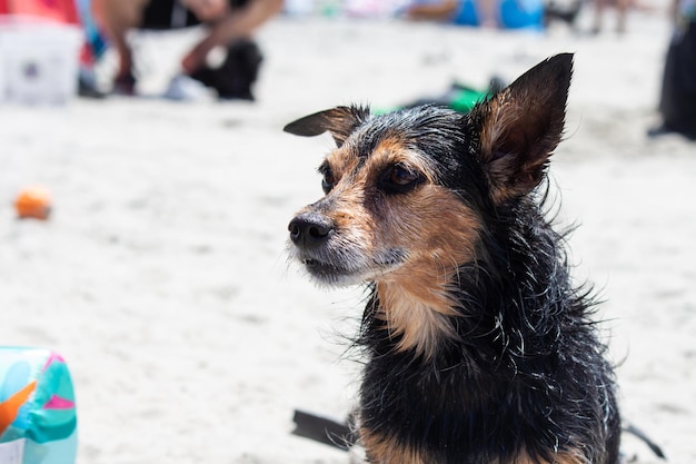 Terrier mix cane che gioca in spiaggia