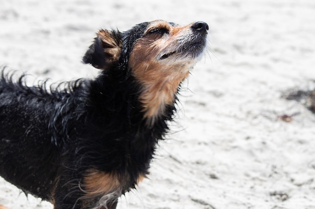 Terrier mix cane che gioca in spiaggia