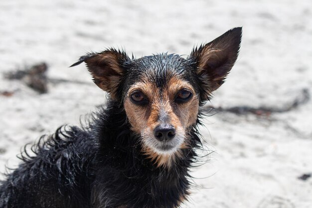 Terrier mix cane che gioca in spiaggia