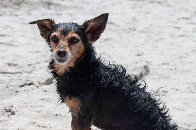 Terrier mix cane che gioca in spiaggia