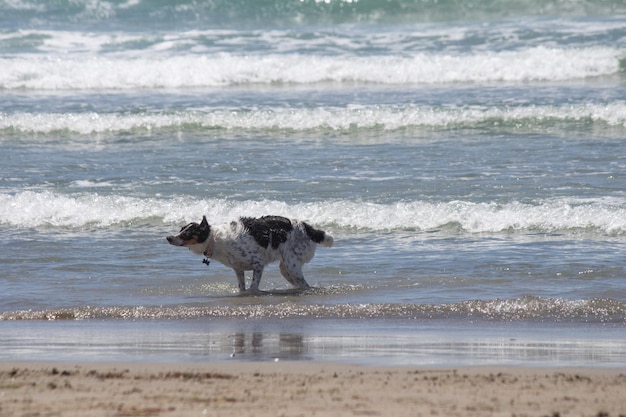 Terrier mix cane che gioca in spiaggia