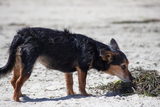 Terrier mix cane che gioca in spiaggia