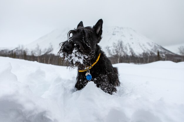 Terrier scozzese all'aperto nella neve