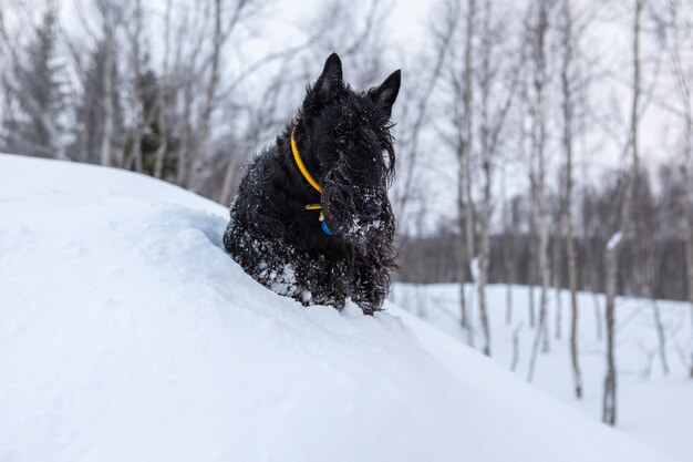 Terrier scozzese all'aperto nella neve