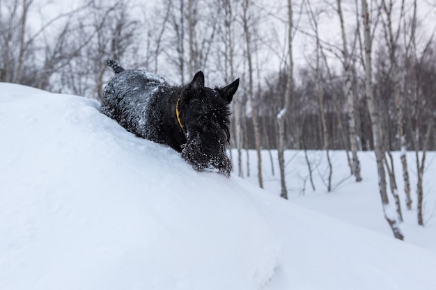 Terrier scozzese all'aperto nella neve