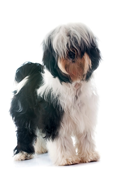 Terrier tibetano