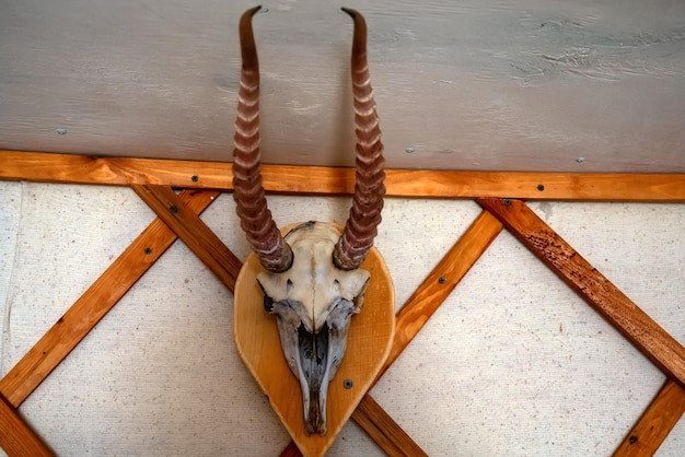 Teschio di antilope sulla decorazione della parete