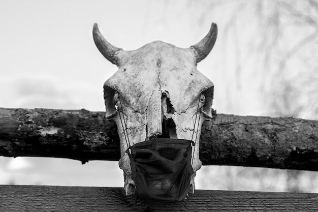 Teschio di mucca con maschera protettiva appesa al recinto