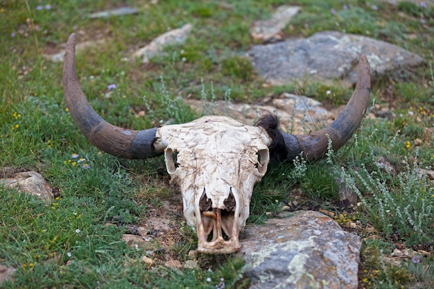 Teschio di yak nelle steppe della Mongolia