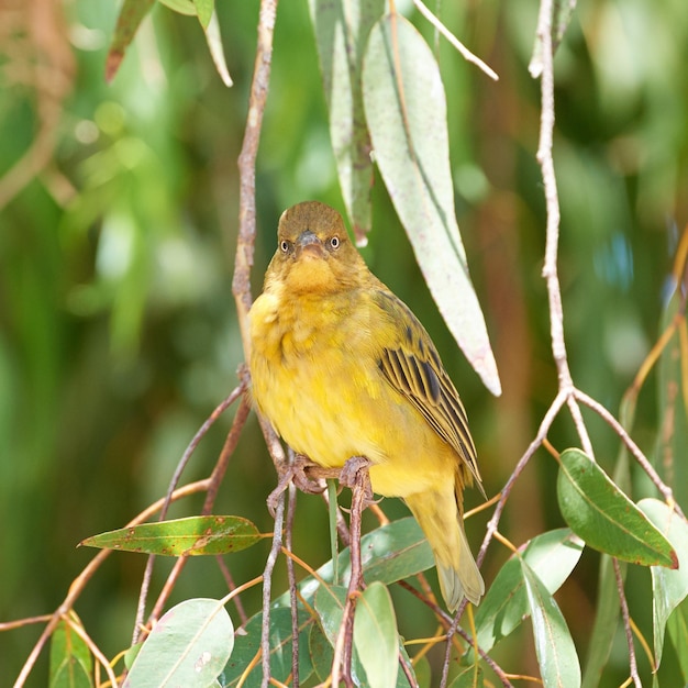 Tessitore d'oro africano Tessitore d'oro africano in latino Ploceus Xanthops Bellissimo uccello Uccello sta esaminando seriamente la fotocamera