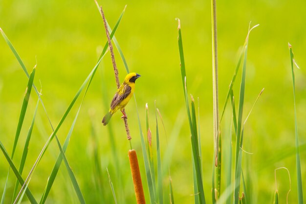 Tessitore dorato asiatico dell&#39;uccello giallo nel fondo della natura