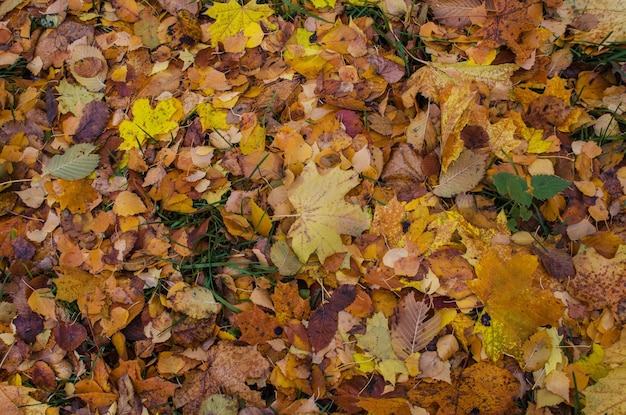 Tessitura autunnale colorata stagionale Sfondo giallo delle foglie di acero