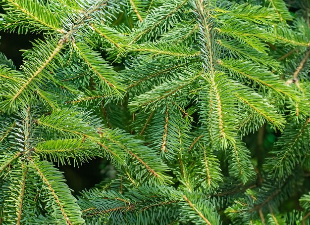 Tessura dei rami dell'albero di Natale su uno sfondo naturale