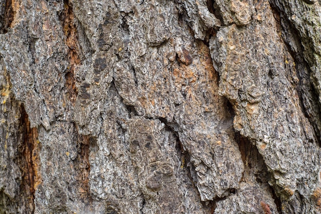 Tessura ruvida della corteccia di un albero Tessura di sfondo