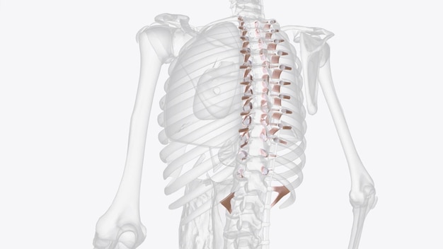 Tessuto connettivo delle articolazioni costovertebrali