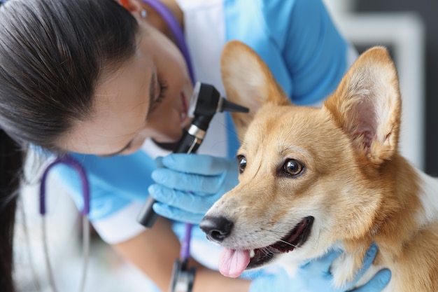 Test dell'udito del cane in clinica veterinaria malattie delle orecchie nel concetto di cani