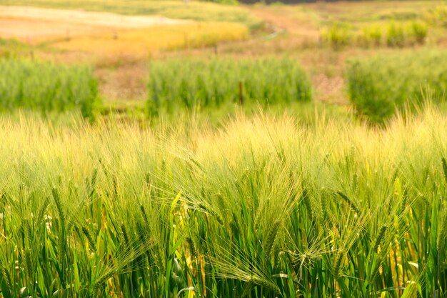 test di conversione in orzo nel nord della Thailandia, orzo per lo sfondo