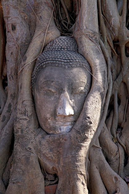 Testa antica del buddha nella radice dell&#39;albero