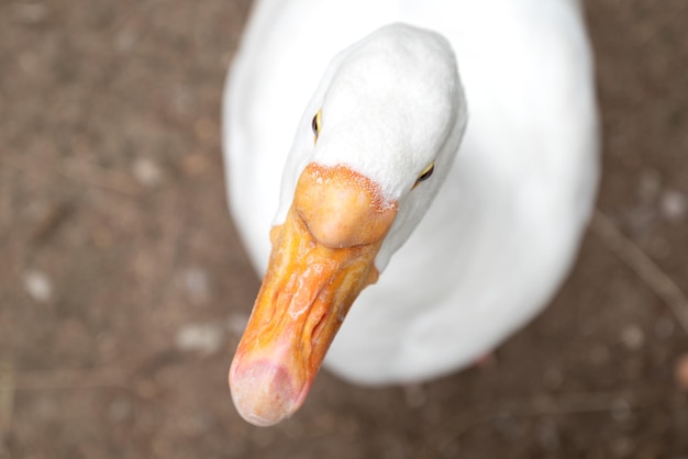 Testa d'oca bianca con grande becco arancione ritratto divertente da vicino