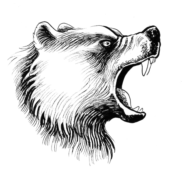 Testa d'orso ruggente. Disegno a inchiostro in bianco e nero