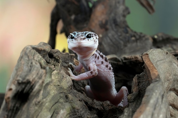 Testa del primo piano del geckol del leopardo su legno