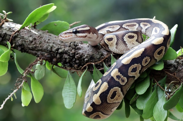 Testa del primo piano del serpente del pitone della sfera, pelle del primo piano del serpente del pitone della sfera, primo piano del serpente del pitone della sfera