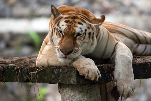 Testa del primo piano della tigre d'oro. Primo piano della tigre del tabby dorato