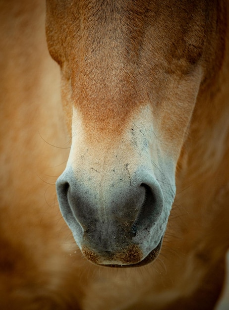 Testa del raro cavallo di Przewalski