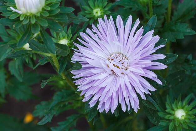 Testa dell'aster viola con lo sfondo naturale sfocato