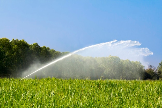 Testa dell'irrigatore che innaffia l'erba nella fattoria