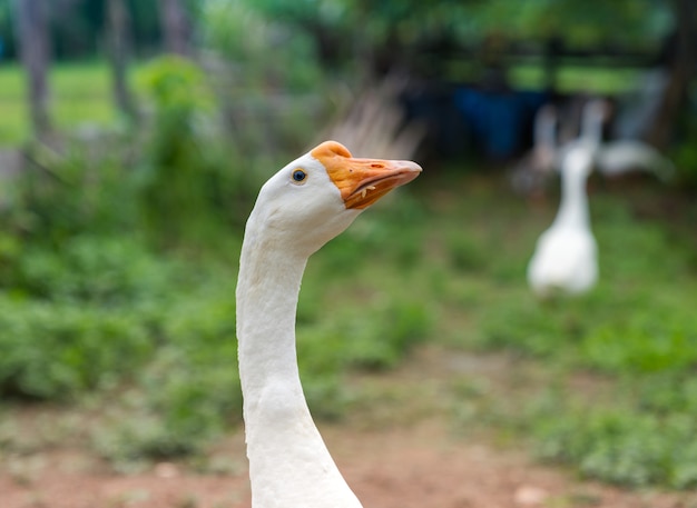 Testa dell'oca bianca del primo piano del ritratto con la macchia della risaia al becco arancione in prato, animale vivente