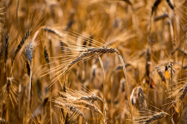 Testa dell'orecchio della punta del campo di grano del grano maturo