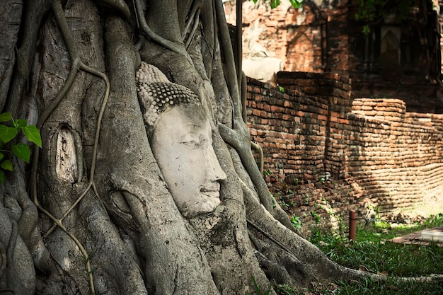 Testa della statua del Buddha nelle radici degli alberi al tempio Wat Mahathat Ayutthaya Thailandia
