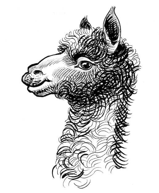 Testa di alpaca Disegno a mano a inchiostro in bianco e nero