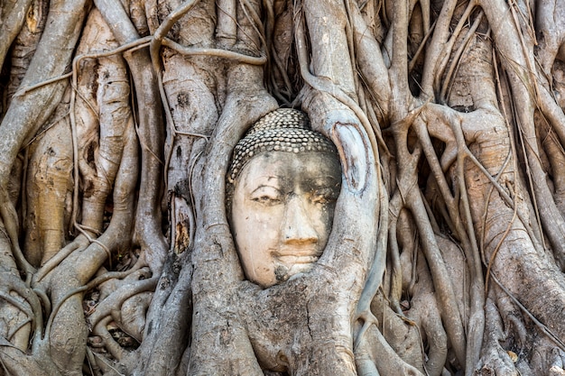 Testa di Ayutthaya della statua del Buddha