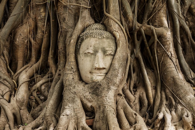 Testa di Buddha nell'albero di banyan ad Ayutthaya