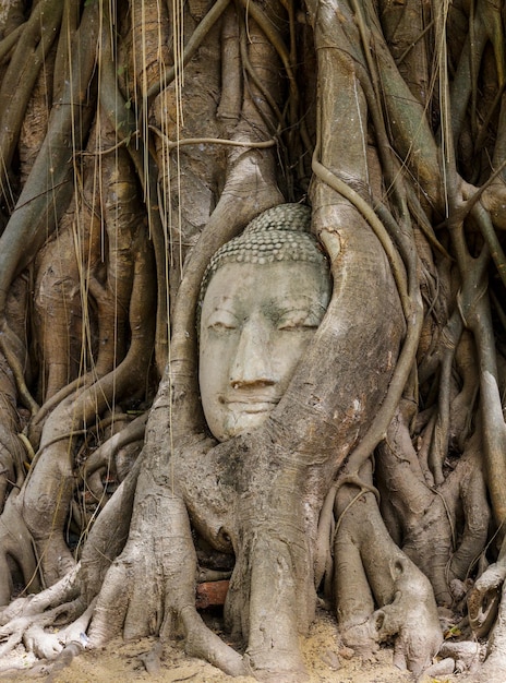 Testa di Buddha nell'albero di banyan ad Ayutthaya