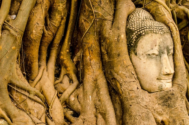 Testa di Buddha nell&#39;albero