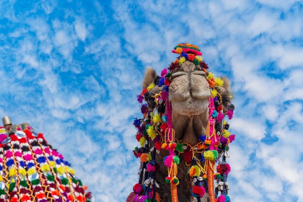 Testa di cammello decorata nel deserto di Thar durante l'annuale Fiera del cammello di Pushkar vicino alla città santa Pushkar Rajasthan in India