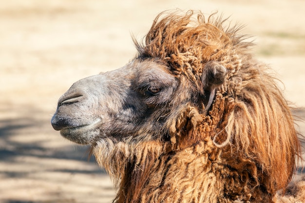 Testa di cammello in uno zoo