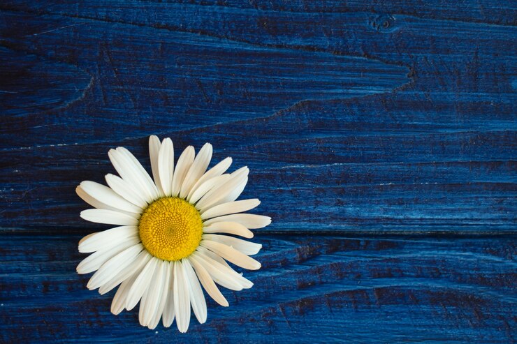 Testa di camomilla margherita su sfondo di legno blu con copia spase per il testo