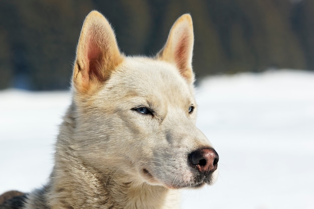 Testa di cane husky con gli occhi azzurri